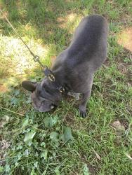 Found/Stray Male Dog last seen Ontereo Blvd east porter, Asheville, NC 28803