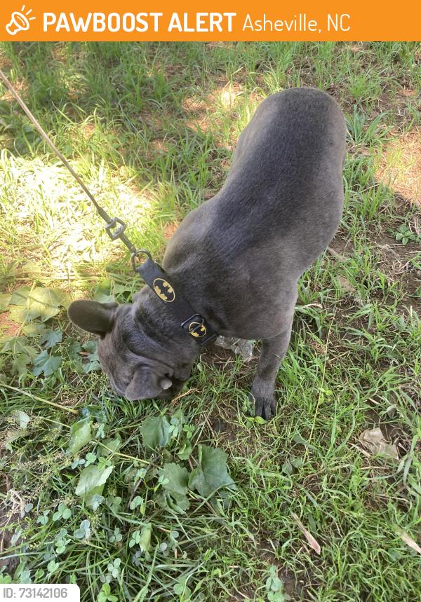 Found/Stray Male Dog last seen Ontereo Blvd east porter, Asheville, NC 28803