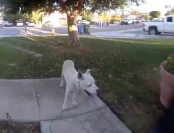 Found/Stray Unknown Dog last seen Ortega Rd, Cathedral City, CA 92234