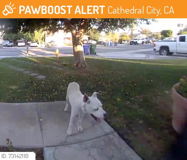 Found/Stray Unknown Dog last seen Ortega Rd, Cathedral City, CA 92234