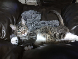 Reunited Male Cat last seen Near W Camelback Rd, Glendale, AZ 85303, Glendale, AZ 85303