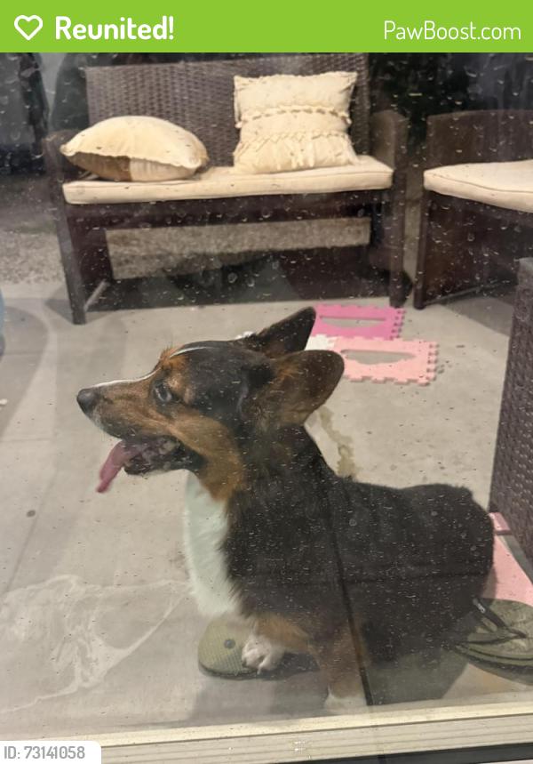 Reunited Male Dog last seen 63av & Broadway 85043, Phoenix, AZ 85339
