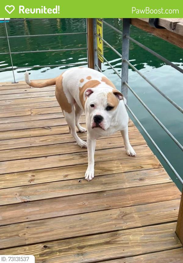 Reunited Female Dog last seen Cumberland Ave, Middlesboro, KY 40965