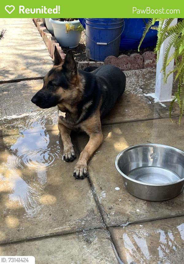 Reunited Male Dog last seen Mitchell Ave, Riverside, CA 92505, USA, Riverside, CA 92505