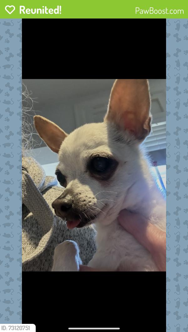 Reunited Female Dog last seen Read St Wilmington, Wilmington, DE 19805