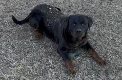 Lost Male Dog last seen West Ocala / Northwest Ocala (NW Ocala), ZIP code 34475 — near NW 24th Ave., Ocala, FL 34475
