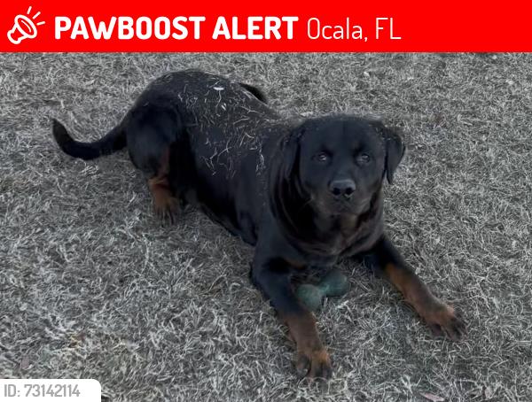 Lost Male Dog last seen West Ocala / Northwest Ocala (NW Ocala), ZIP code 34475 — near NW 24th Ave., Ocala, FL 34475