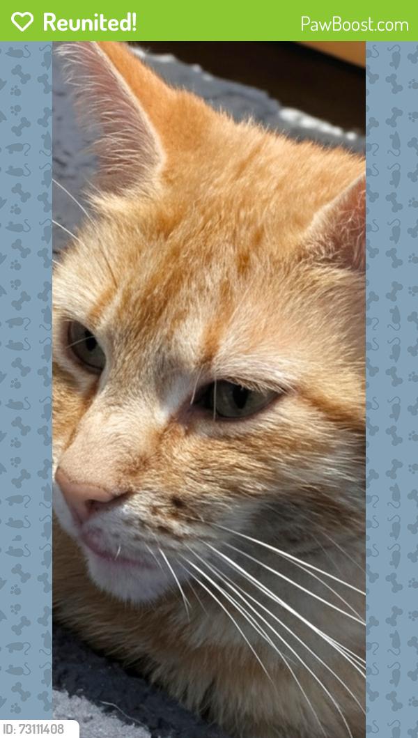 Reunited Female Cat last seen Swiss Rd Weston super mare, North Somerset, England BS23