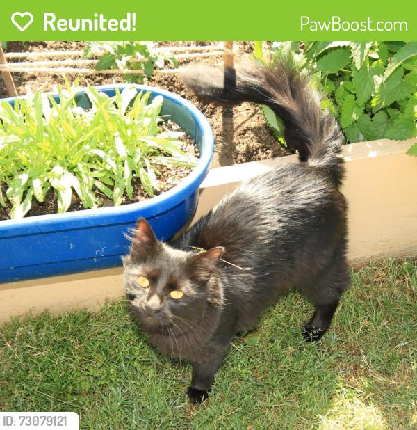 Reunited Male Cat last seen Stigall Road and HYW 150 (Main Street/Oak Ridge Road), Kernersville, NC 27284