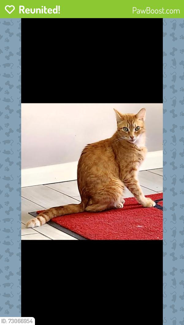 Reunited Male Cat last seen Holiday Inn Express 12907 Front Beach Rd near Clara Ave, Panama City Beach, FL 32407