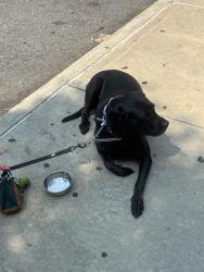 Reunited Female Dog last seen 5th ave, Brooklyn, NY 11215