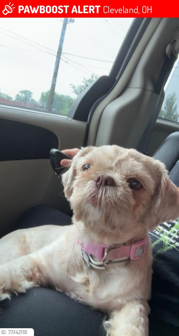 Lost Female Dog last seen St Clair, Cleveland, OH 44103