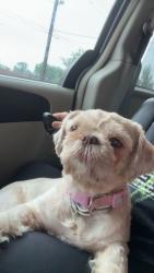 Lost Female Dog last seen St Clair, Cleveland, OH 44103