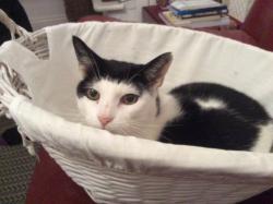 Lost Male Cat last seen Admarality street, , England PL7