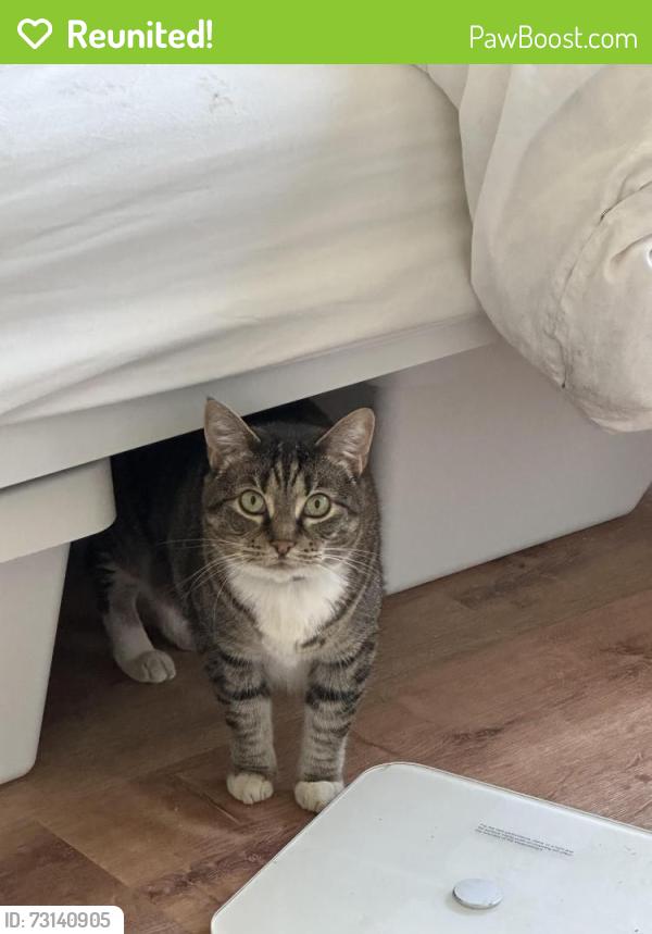 Reunited Female Cat last seen Houndshaven Way and Moundhaven Ct, San Jose, CA 95111