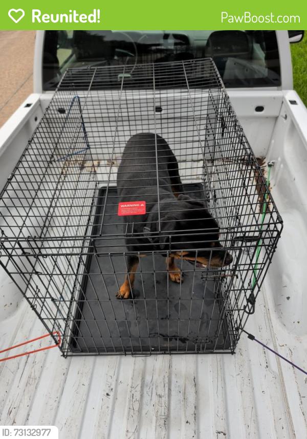 Reunited Male Dog last seen Livingston and red bud, Houston, TX 77051