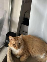 Reunited Female Cat last seen Sycamore ln and Ash ln, Euless, TX 76039