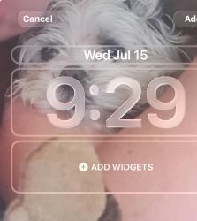 Lost Female Dog last seen Pyrenees Loop blackout, Coeur d'Alene, ID 83814