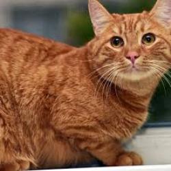 Reunited Male Cat last seen Cortona Way (McDonalds) Brentwood, Brentwood, CA 94513