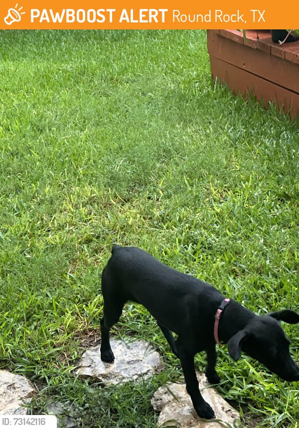 Found/Stray Female Dog last seen Chandler road, round rock, tx, Round Rock, TX 78664