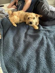 Found/Stray Female Dog last seen Susan lake dr, Putnam County, FL 32640
