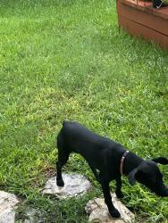 Found/Stray Female Dog last seen Chandler road, round rock, tx, Round Rock, TX 78664