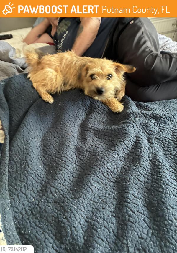Found/Stray Female Dog last seen Susan lake dr, Putnam County, FL 32640