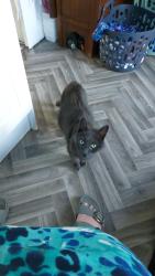 Lost Male Cat last seen Marbury Rd, Greater Manchester, England SK4 5NS