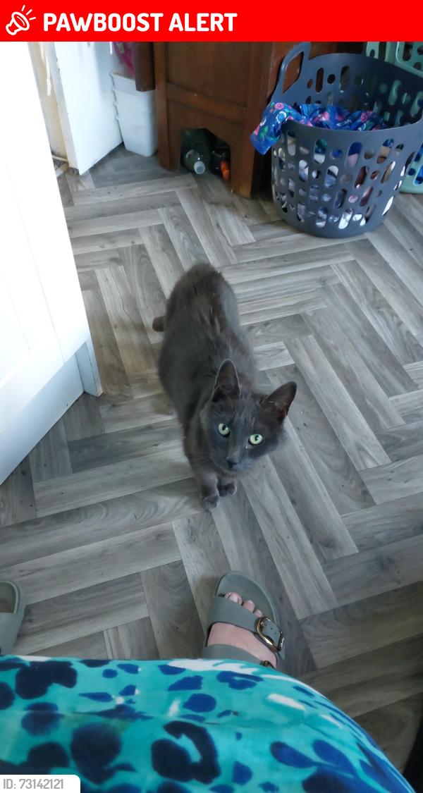 Lost Male Cat last seen Marbury Rd, Greater Manchester, England SK4 5NS
