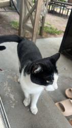Found/Stray Unknown Cat last seen NE 110th Way & NE Beech, Portland, OR 97220