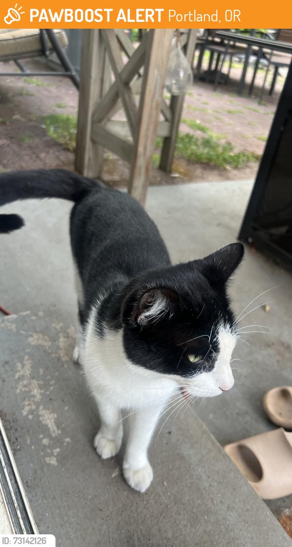 Found/Stray Unknown Cat last seen NE 110th Way & NE Beech, Portland, OR 97220
