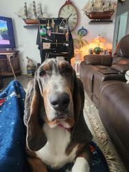 Reunited Female Dog last seen Hickory rd and Trindle, Carlisle, PA 17015