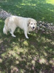 Reunited Male Dog last seen Emerywood drive and forest hill drive hp nc 27262, High Point, NC 27262