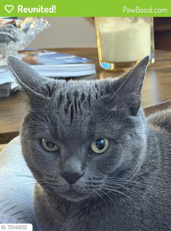 Reunited Female Cat last seen Ninth Street Hoboken, NJ, Hoboken, NJ 07030