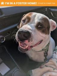 Shelter Stray Male Dog last seen on W Lanvale St, 21216, MD, 301 Stockholm St, Baltimore, MD 21230, USA