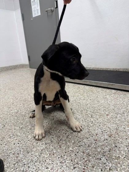 Shelter Stray Male Dog last seen Pinnacle View Dr, County/Unicorporated, NC, 1491 Business Park Ct, Gastonia, NC 28052, USA
