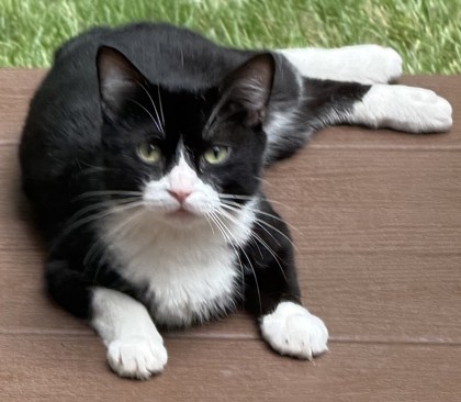 Shelter Stray Male Cat last seen Herndon,VA, 20170, Clivden St & Exbury St, Fairfax County, VA, 4500 West Ox Rd, Fairfax, VA 22030, USA