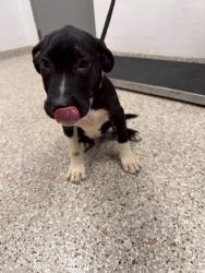 Shelter Stray Male Dog last seen Pinnacle View Dr, County/Unicorporated, NC, 1491 Business Park Ct, Gastonia, NC 28052, USA