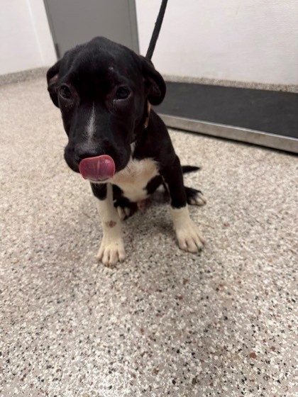 Shelter Stray Male Dog last seen Pinnacle View Dr, County/Unicorporated, NC, 1491 Business Park Ct, Gastonia, NC 28052, USA