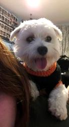 Lost Male Dog last seen corinth st and eight st, Dallas, TX 75215