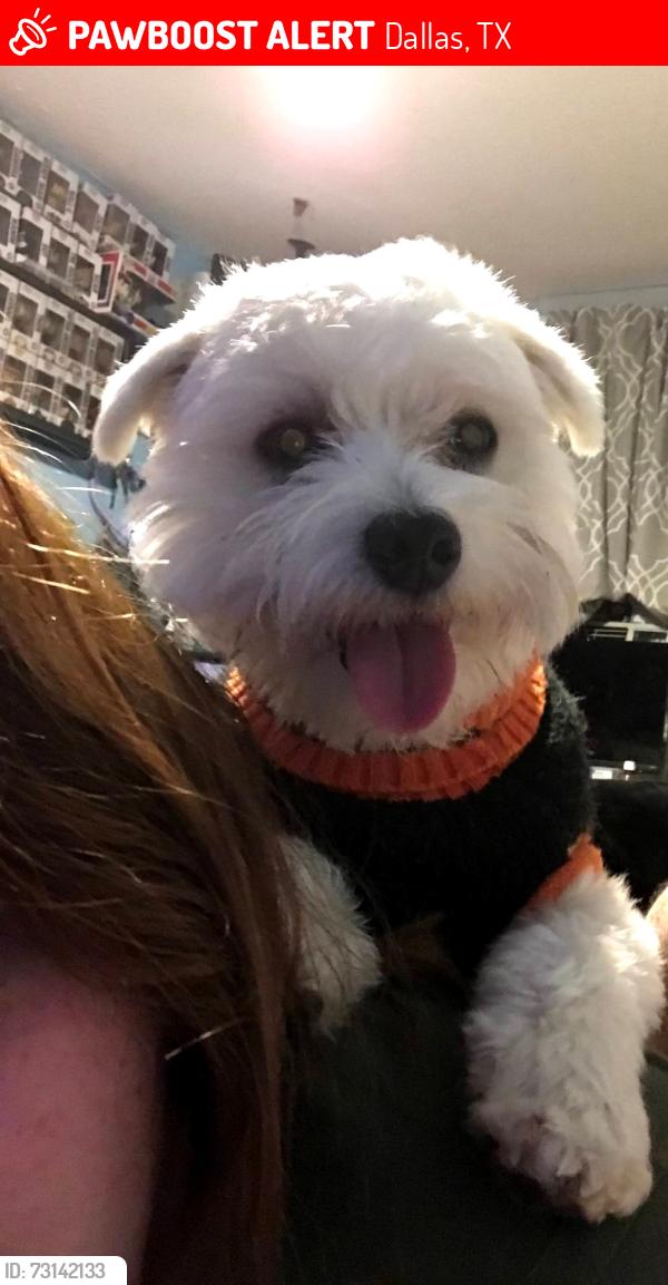 Lost Male Dog last seen corinth st and eight st, Dallas, TX 75215