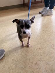Shelter Stray Female Dog last seen Bear Creek Rd + Duncanville Rd, Cedar Hill, TX, 1150 E Pleasant Run Rd, Cedar Hill, TX 75104, USA