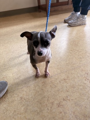 Shelter Stray Female Dog last seen Bear Creek Rd + Duncanville Rd, Cedar Hill, TX, 1150 E Pleasant Run Rd, Cedar Hill, TX 75104, USA