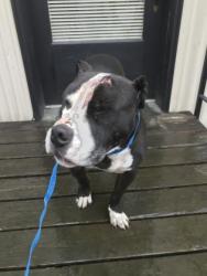 Shelter Stray Male Dog last seen Near block of 4th Ave S, Seattle, WA, 2061 15th Ave W, Seattle, WA 98119, USA
