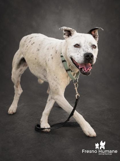 Shelter Stray Male Dog last seen Millerton Rd & N Fork Rd, Friant Zone Fresno CO 4 93626, CA, 1510 W Dan Ronquillo Dr, Fresno, CA 93706, USA