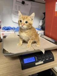 Shelter Stray Female Cat last seen Ashlan Ave & N Chateau Fresno Ave, Fresno Zone Fresno CO 1A 93723, CA, 1510 W Dan Ronquillo Dr, Fresno, CA 93706, USA
