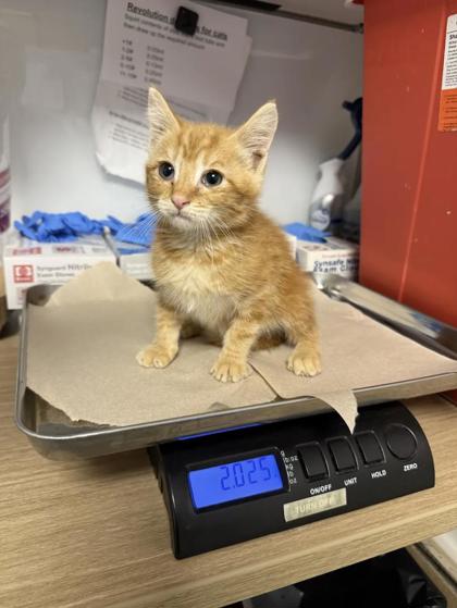 Shelter Stray Female Cat last seen Ashlan Ave & N Chateau Fresno Ave, Fresno Zone Fresno CO 1A 93723, CA, 1510 W Dan Ronquillo Dr, Fresno, CA 93706, USA