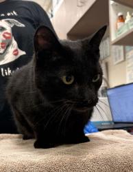 Shelter Stray Male Cat last seen 146th/River Rd, Hamilton County, IN, 10501 Hague Rd, Fishers, IN 46038, USA