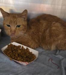 Shelter Stray Female Cat last seen Near AGUA DEL RIO, COUNTY of El Paso, TX, 5001 Fred Wilson Ave, El Paso, TX 79906, USA