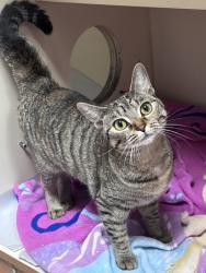 Shelter Stray Female Cat last seen Near Stoneside Dr Stone Mountain Georgia 30083, 30083, GA, 3280 Chamblee Dunwoody Rd, Chamblee, GA 30341, USA